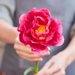 45 Days Of Peony-Flowered Tulips 8 45 Days Of Peony-Flowered Tulips -Eden Brothers Shop tulip 45 day mix rid 4