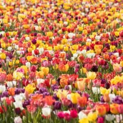 60 Days Of Tulips - Long Lasting Mix