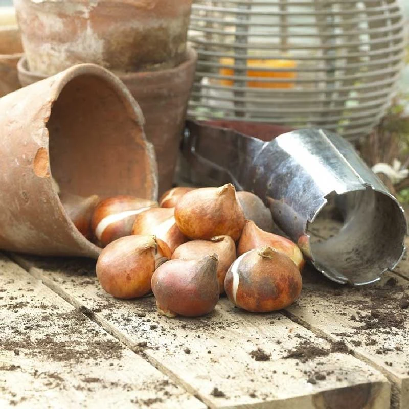 Fragrant Pistache Tulip Bulbs - Bicolored Early Blooming Flower Bulbs 4 Fragrant Pistache Tulip Bulbs - Bicolored Early Blooming Flower Bulbs - Image 4