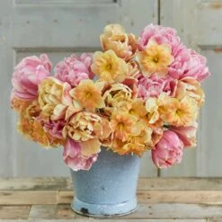 Tulip & Daffodil Promenade Mix 6 Tulip & Daffodil Promenade Mix -Eden Brothers Shop tulip daffodil promenade mix rit 3