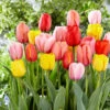 Mixed Darwin Hybrid Tulip Bulbs - Giant 6-Inch Perennial Garden Mix