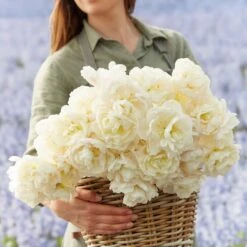 Diamond Sugar White Double Bloom Peony Tulip Bulbs