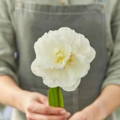 Diamond Sugar White Double Bloom Peony Tulip Bulbs -Eden Brothers Shop tulip diamond sugar rit 3