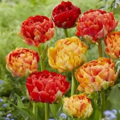 Double Gudoshnik Tulip Bulbs: Large Multi-Colored Blooms for Late Spring