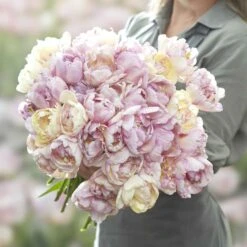 Double Peony Tulip Bulbs - Fragrant Double Shake Pastel Flowers