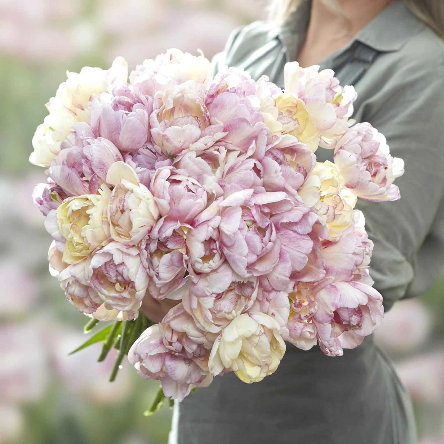 Double Peony Tulip Bulbs - Fragrant Double Shake Pastel Flowers 1 Double Peony Tulip Bulbs - Fragrant Double Shake Pastel Flowers