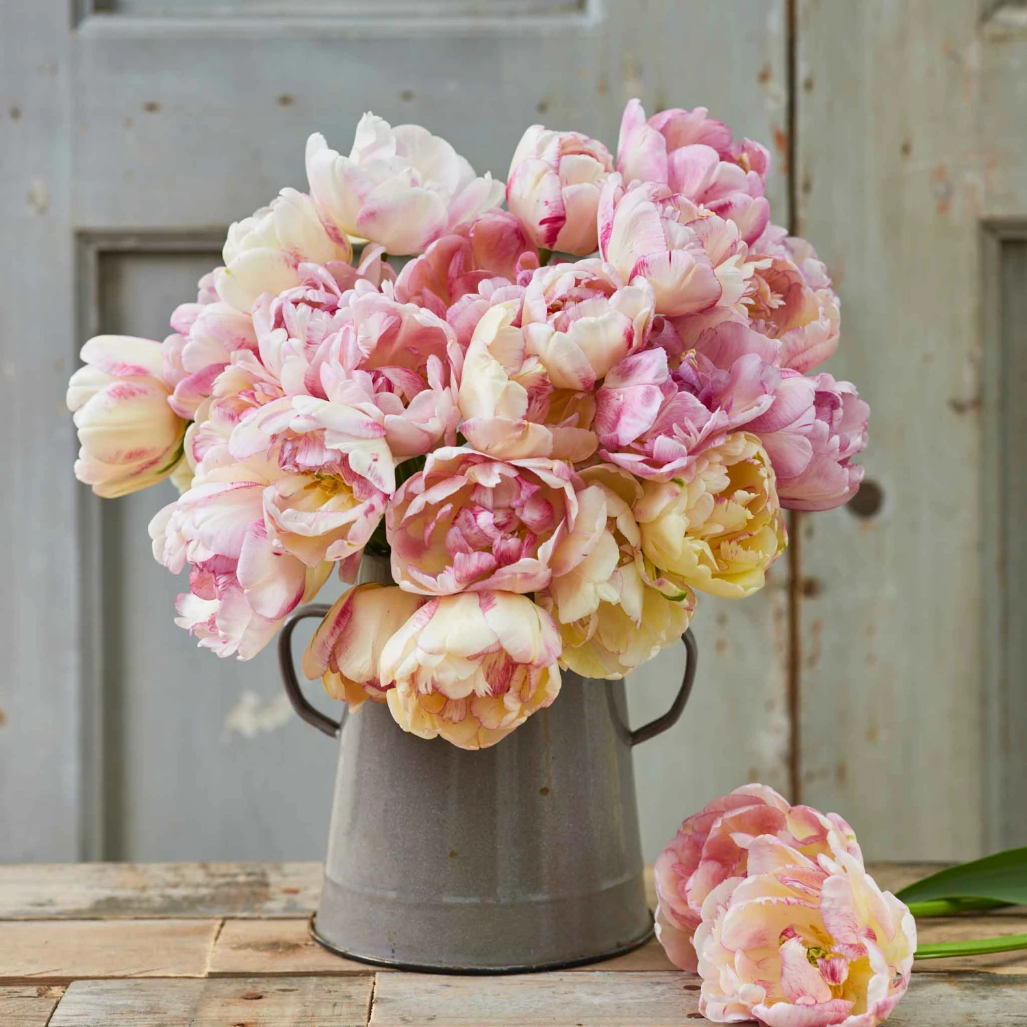 Double Peony Tulip Bulbs - Fragrant Double Shake Pastel Flowers 2 Double Peony Tulip Bulbs - Fragrant Double Shake Pastel Flowers - Image 2