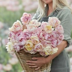 Double Peony Tulip Bulbs - Fragrant Double Shake Pastel Flowers 7 Double Peony Tulip Bulbs - Fragrant Double Shake Pastel Flowers -Eden Brothers Shop tulip double shake rit 3