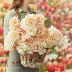 Peony Flowering Tulip Bulbs - Hint of Sugar Mix for Spring Gardens