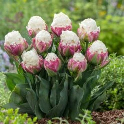 Ice Cream Tulip Bulbs - Unique Double Flower Garden Accents