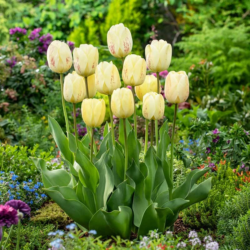 Ivory Floradale Tulip Bulbs - Elegant Darwin Hybrid Perennial Flowers 1 Ivory Floradale Tulip Bulbs - Elegant Darwin Hybrid Perennial Flowers