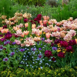 La Belle Epoque Mystery Mix Tulip Bulbs - Premium Double Late Blooms