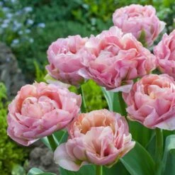 La Vie Tulip Bulbs: Vibrant Pink and Coral Spring Flowers for Gardens