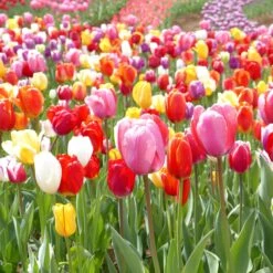 Tulip Bulbs - Landscaper Mix