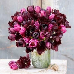 Tulip Bulbs - Merlot Melody Mix