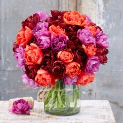 Vibrant Passion Mix Tulip Bulbs for a Stunning Spring Garden