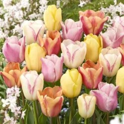 Pastel Triumph Tulip Bulbs - Long-Blooming Spring Garden Mix