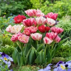 Pep Talk Tulip Bulb Mix - Vibrant Red, Pink & White Spring Flowers
