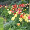 Perennial Mix Tulip Bulbs - Long Lasting Darwin Hybrid Garden Blooms