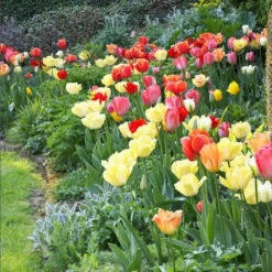 Perennial Mix Tulip Bulbs - Long Lasting Darwin Hybrid Garden Blooms