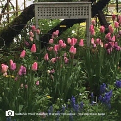 Pink Impression Tulip Bulbs - Giant Soft Pink Late Season Bloom -Eden Brothers Shop tulip pink impression cp 4 8e652bad f02e 40a1 9866 838b63b8db97