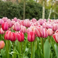 Pink Impression Tulip Bulbs - Giant Soft Pink Late Season Bloom