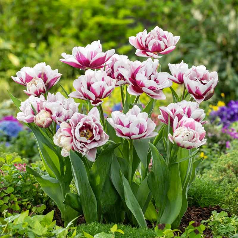 Fragrant Pistache Tulip Bulbs - Bicolored Early Blooming Flower Bulbs 3 Fragrant Pistache Tulip Bulbs - Bicolored Early Blooming Flower Bulbs - Image 3