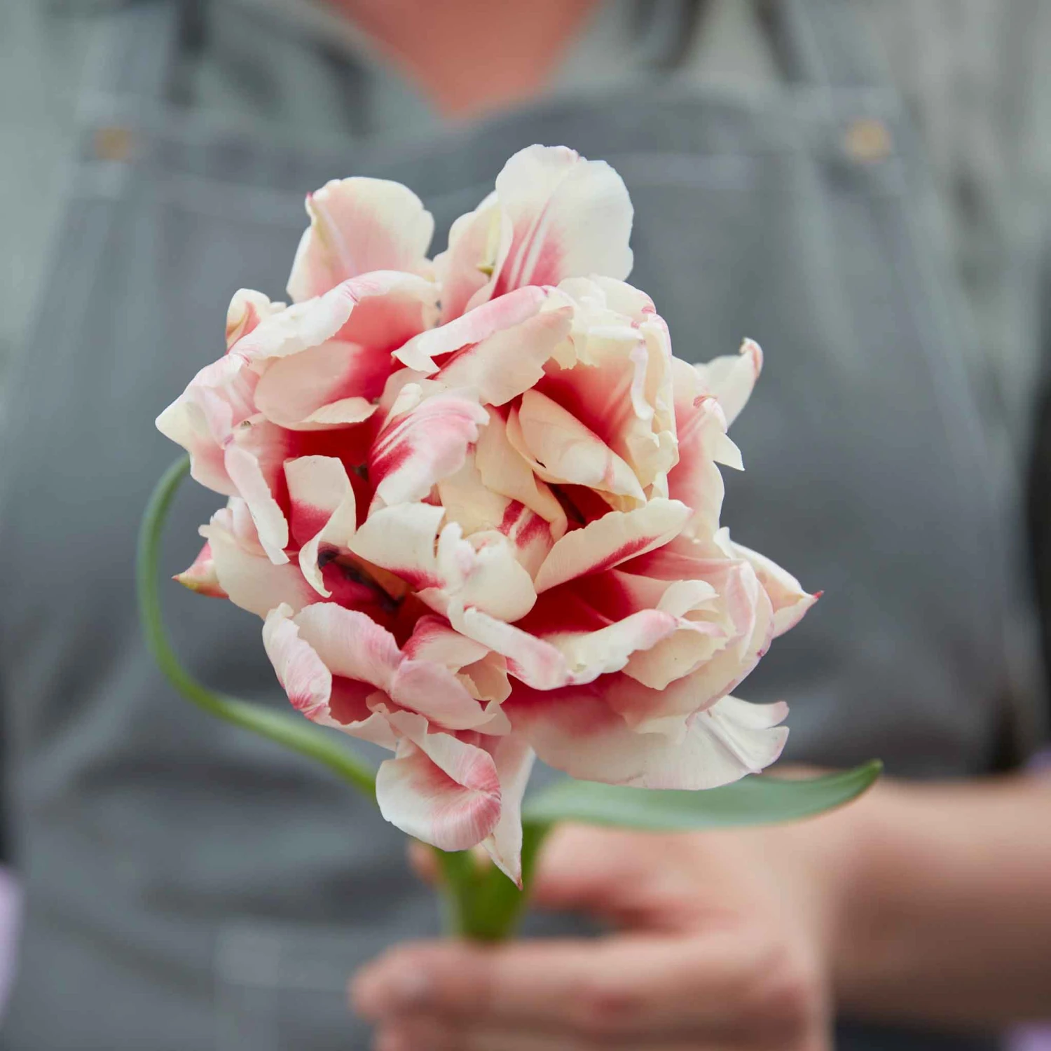 Fragrant Pistache Tulip Bulbs - Bicolored Early Blooming Flower Bulbs 2 Fragrant Pistache Tulip Bulbs - Bicolored Early Blooming Flower Bulbs - Image 2