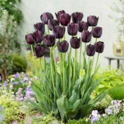 Queen of the Night Black Tulip Bulbs - Dramatic Late Spring Blooms