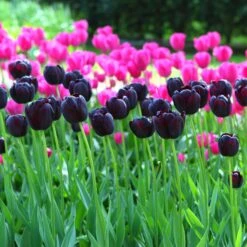 Queen of the Night Black Tulip Bulbs - Dramatic Late Spring Blooms -Eden Brothers Shop tulip queen of the night shk 3 d05644a0 0aef 4037 8f79 83a548ae006c