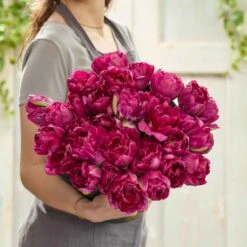 Purple Peony Tulip Bulbs - Royal Acres Double Early Variety