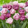 Vintage Double Mix Tulip Bulbs - Peony-Style Spring Flowers