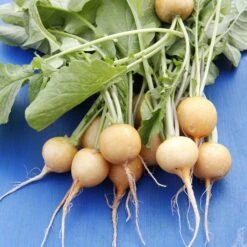 Golden Ball Heirloom Turnip Seeds - Sweet Yellow Vegetable Garden Seeds