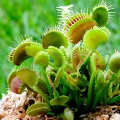 Venus Flytrap Seeds - Grow Your Own Carnivorous Insect-Eating Plant