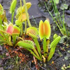 Venus Flytrap Seeds - Grow Your Own Carnivorous Insect-Eating Plant -Eden Brothers Shop venus flytrap shk 3