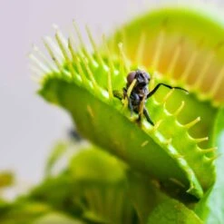 Venus Flytrap Seeds - Grow Your Own Carnivorous Insect-Eating Plant -Eden Brothers Shop venus flytrap shk 4