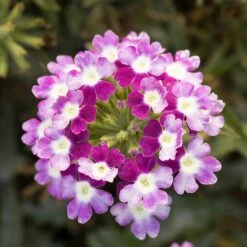 Trailing Violet Verbena Seeds - Obsession Cascade Twister Flower Seeds