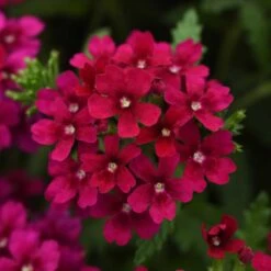 Verbena Seeds - Quartz XP Bordeaux Wine-Colored Flower Seeds