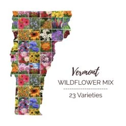 Vermont Wildflower Seed Mix - Hardy Annual & Perennial Pollinator Blend