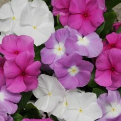 Vinca Seeds - Titan Summer Breeze Mix