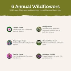 Vintage Lace Wildflower Seed Mix - Elegant Cottage Garden Flowers -Eden Brothers Shop vintage lace SMSPU121 st2