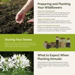 Vintage Lace Wildflower Seed Mix - Elegant Cottage Garden Flowers -Eden Brothers Shop vintage lace SMSPU121 st5