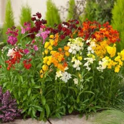 Fair Lady Mixed Wallflower Seeds for Vibrant English Garden Displays