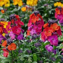 Fragrant Passion Mix Wallflower Seeds - Colorful Multi-Bloom Garden Mix