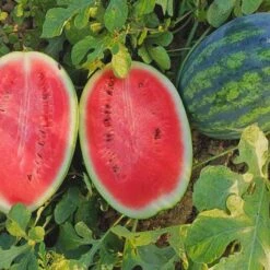 Watermelon Seeds - All Sweet