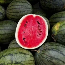 Black Diamond Watermelon Seeds: Grow Massive 75lb Heirloom Watermelons