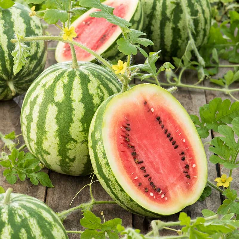 Crimson Sweet Watermelon Seeds - Heirloom Non-GMO Summer Garden Seeds 1 Crimson Sweet Watermelon Seeds - Heirloom Non-GMO Summer Garden Seeds