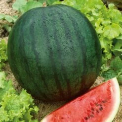 Florida Giant Watermelon Seeds - Extra Large Sweet Heirloom Variety