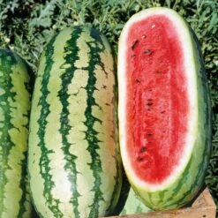 Georgia Rattlesnake Watermelon Seeds - Sweet Heirloom Garden Favorite