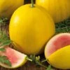 Golden Midget Heirloom Watermelon Seeds - Early Maturing & Compact